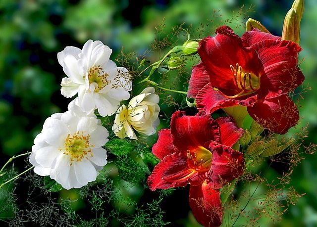 piekne-sadzonki-roz-i-kwiatow-ogrodowych